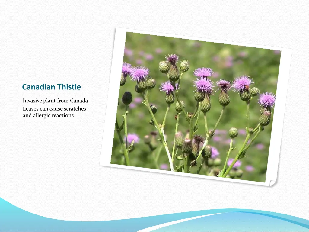 canadian thistle