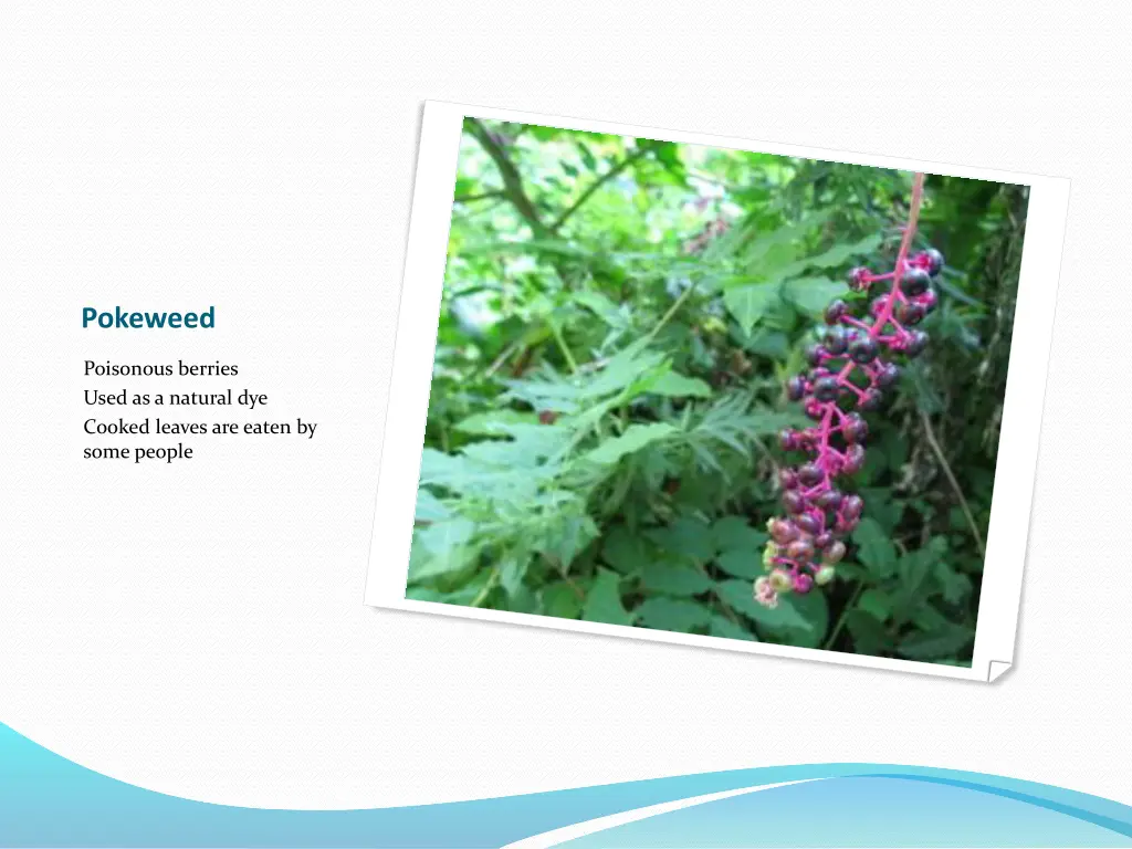 pokeweed