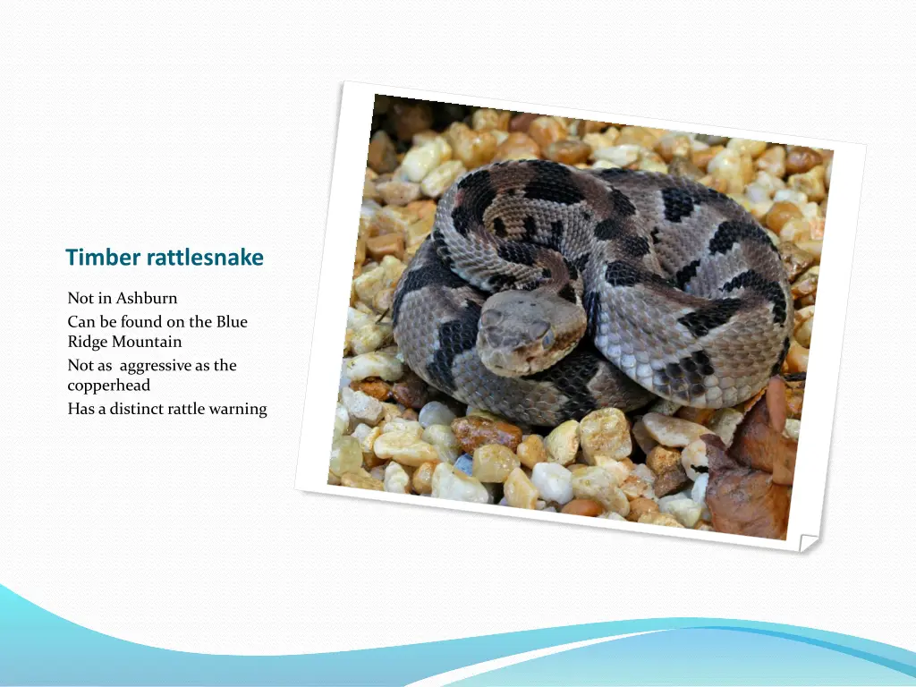 timber rattlesnake