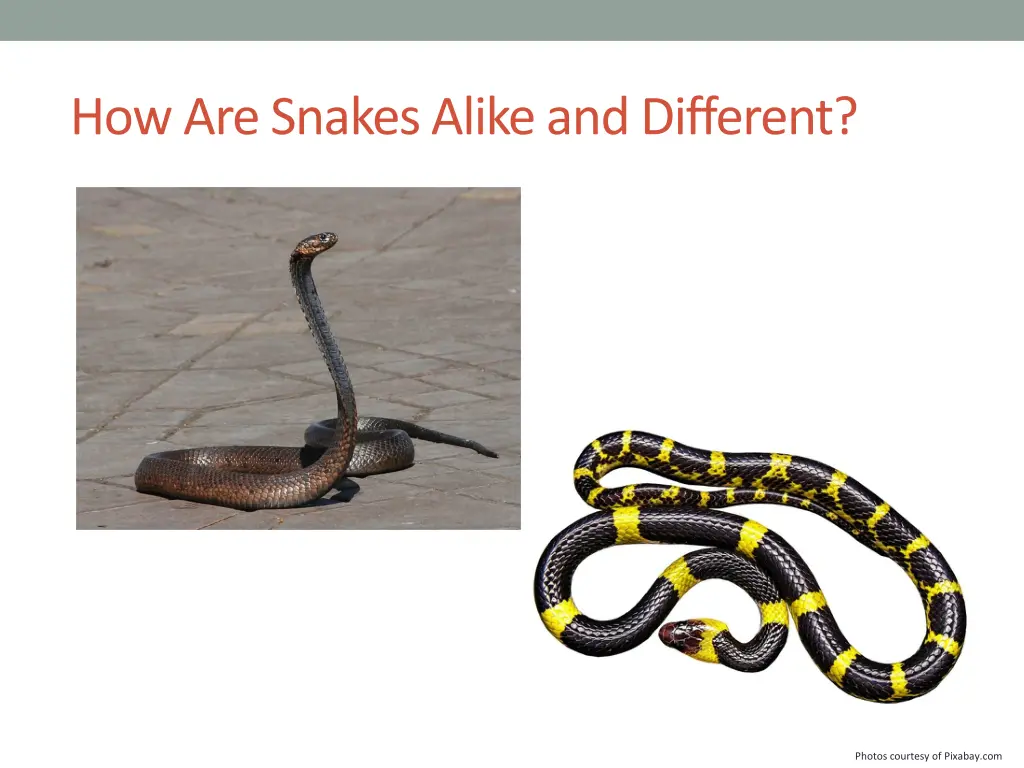 how are snakes alike and different 1