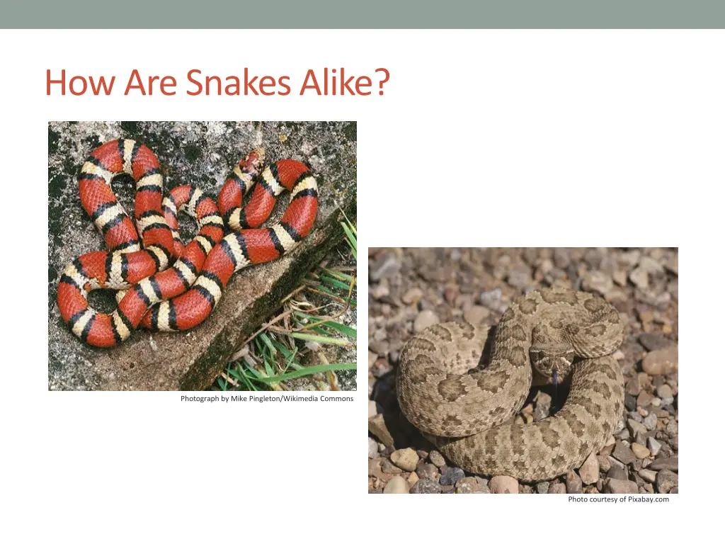 how are snakes alike