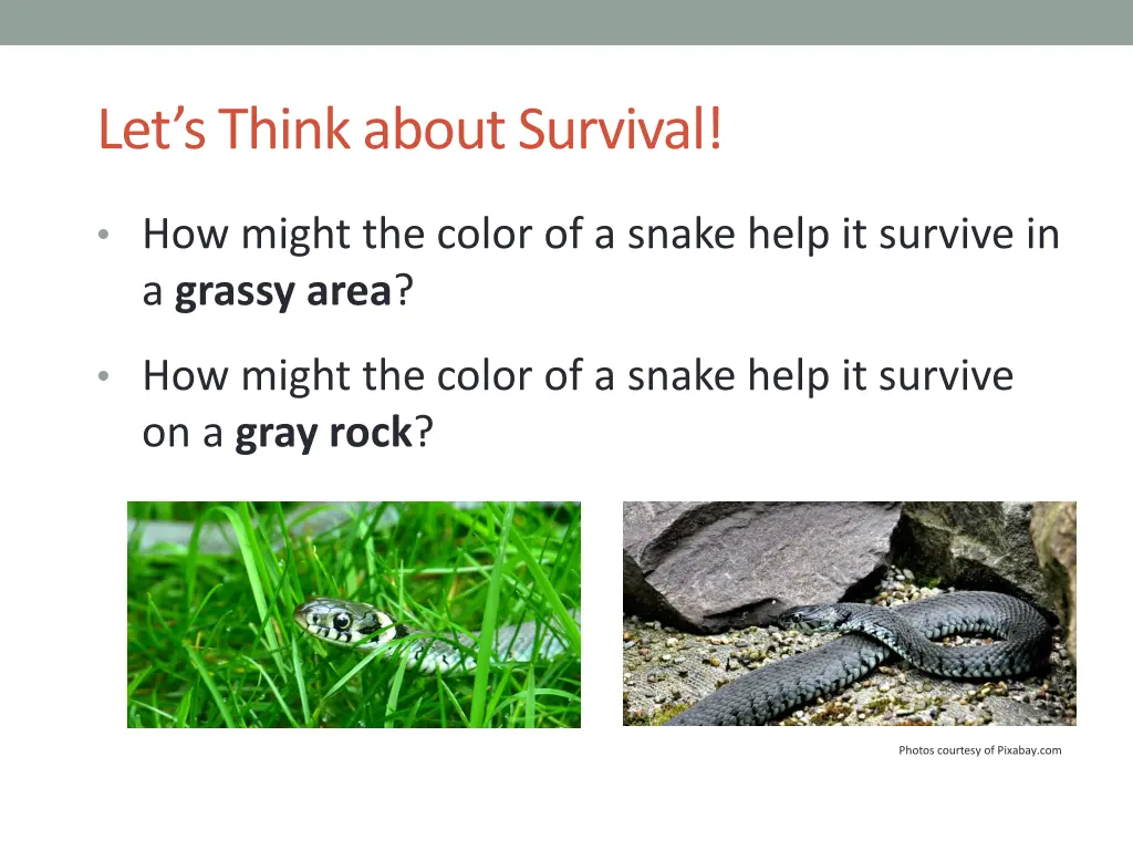 let s think about survival