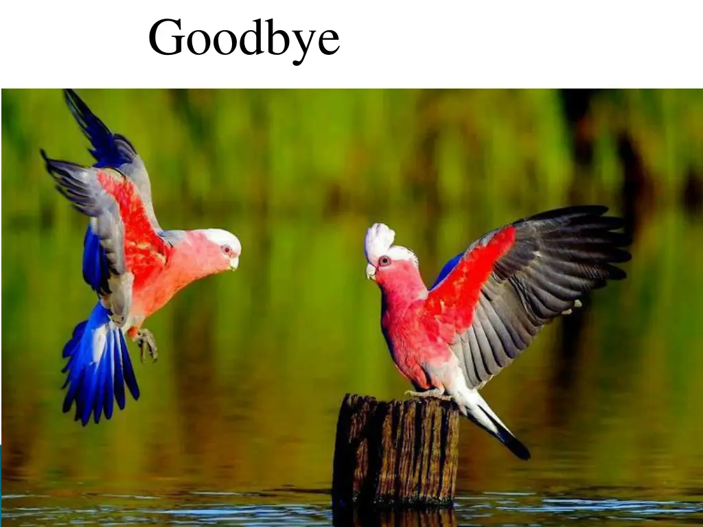 goodbye