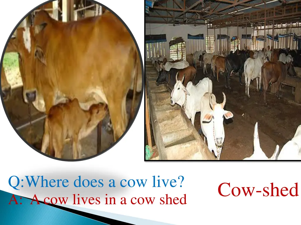 q where does a cow live a a cow lives