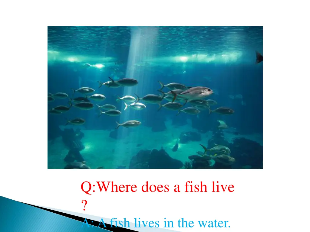 q where does a fish live a a fish lives