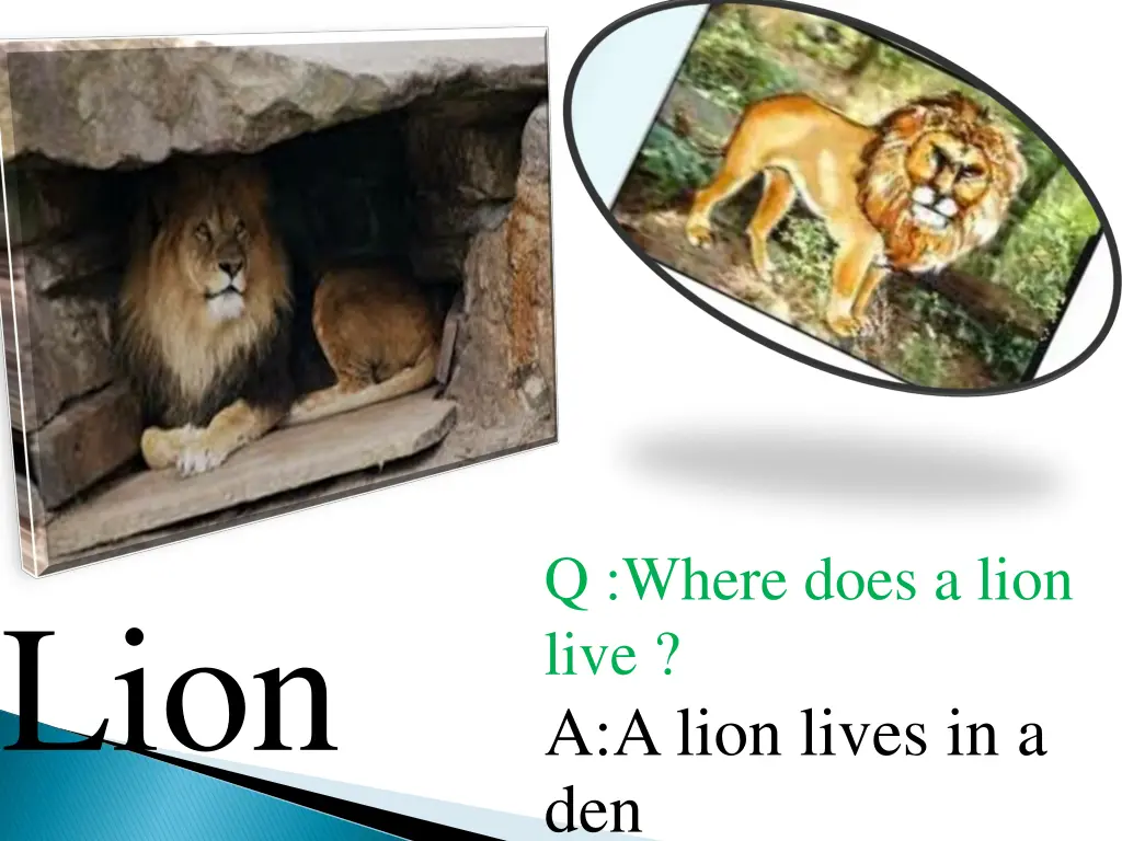 q where does a lion live a a lion lives in a den