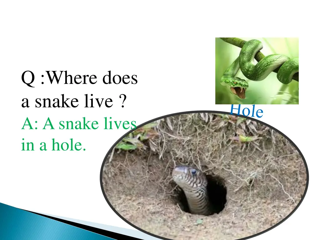 q where does a snake live a a snake lives