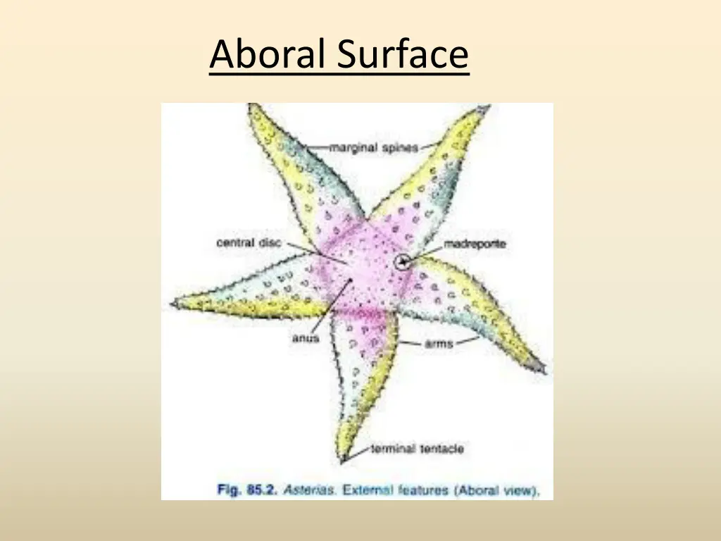 aboral surface