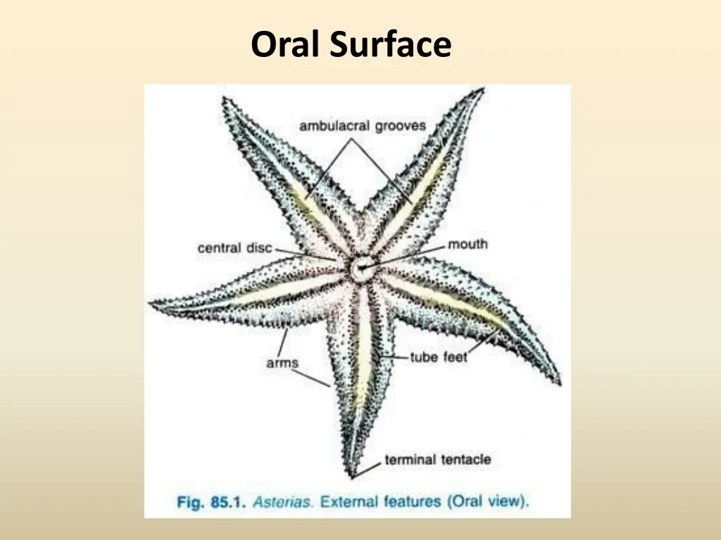 oral surface