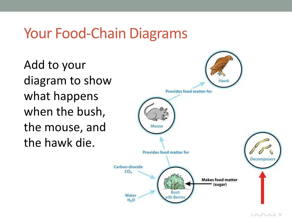 your food chain diagrams