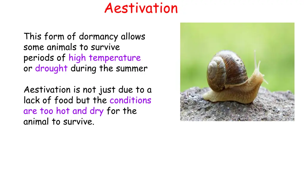 aestivation