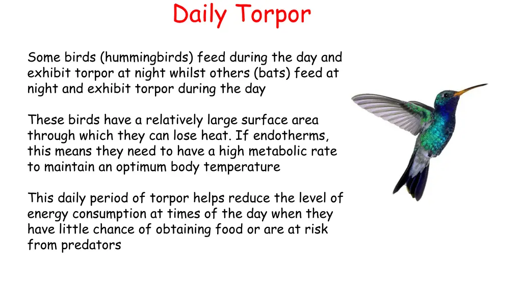 daily torpor 1