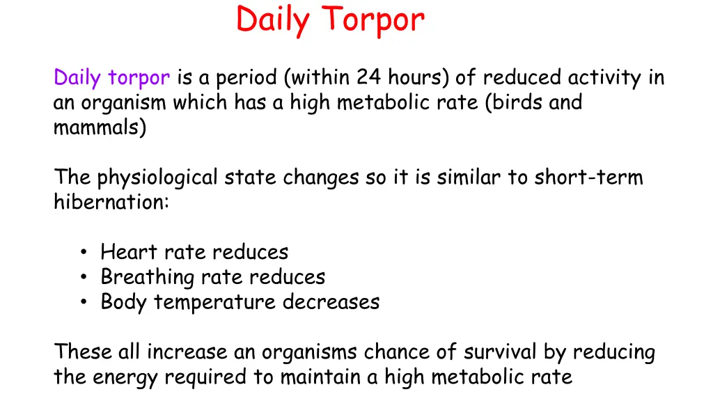 daily torpor