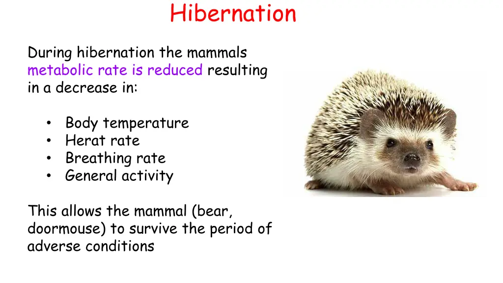 hibernation 1