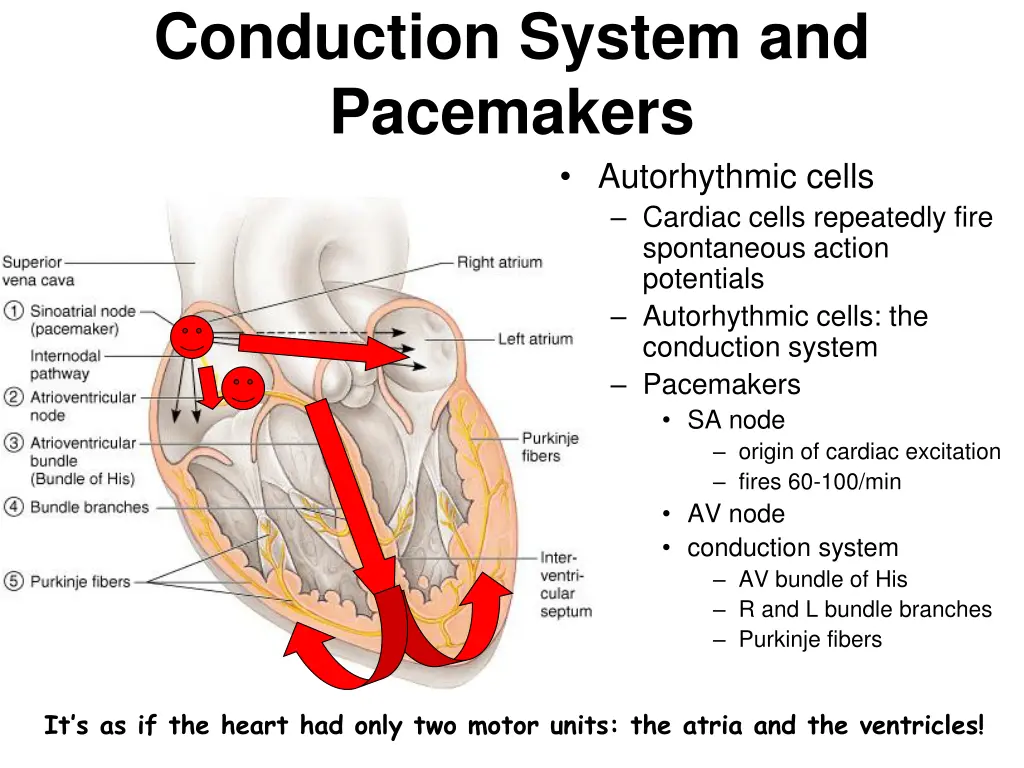 conduction system and pacemakers