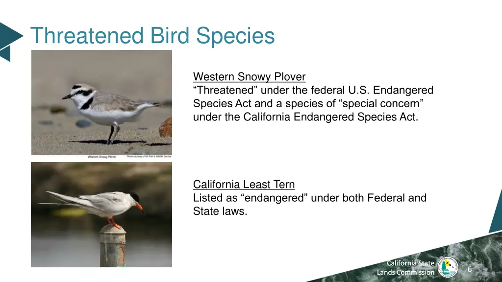 threatened bird species