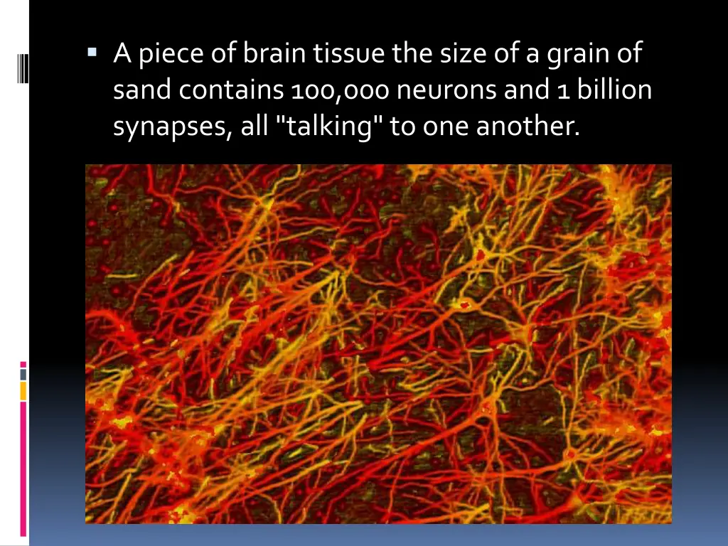 a piece of brain tissue the size of a grain