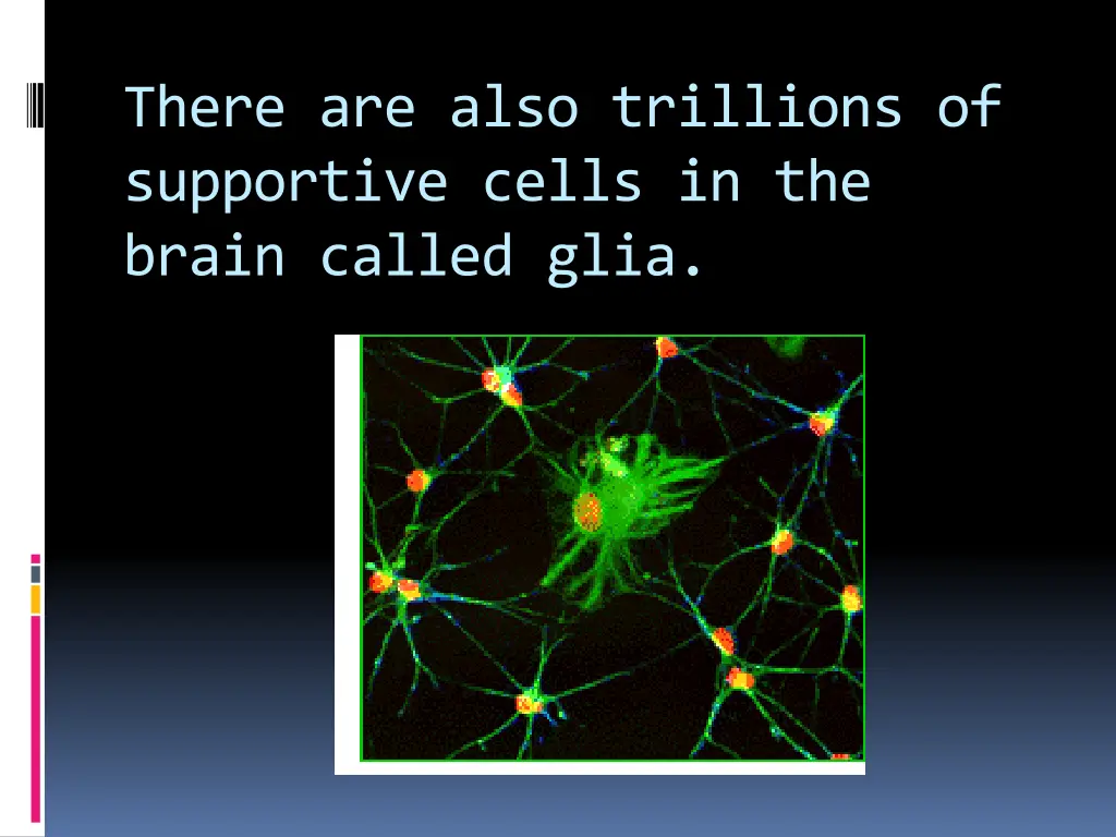 there are also trillions of supportive cells