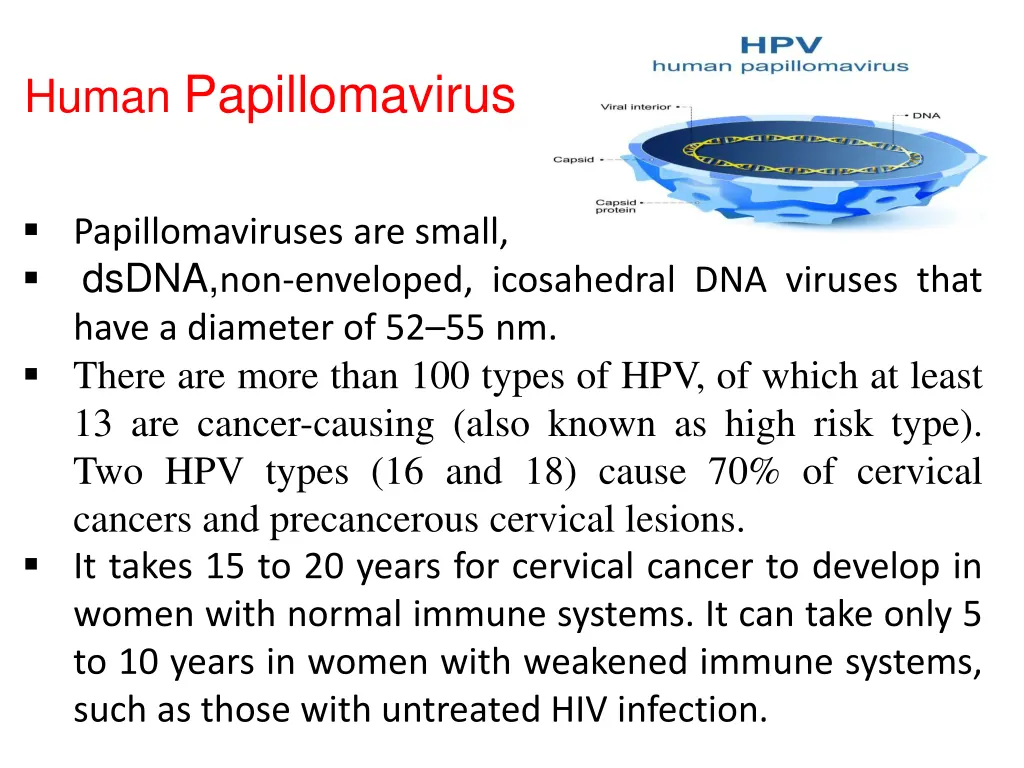 human papillomavirus