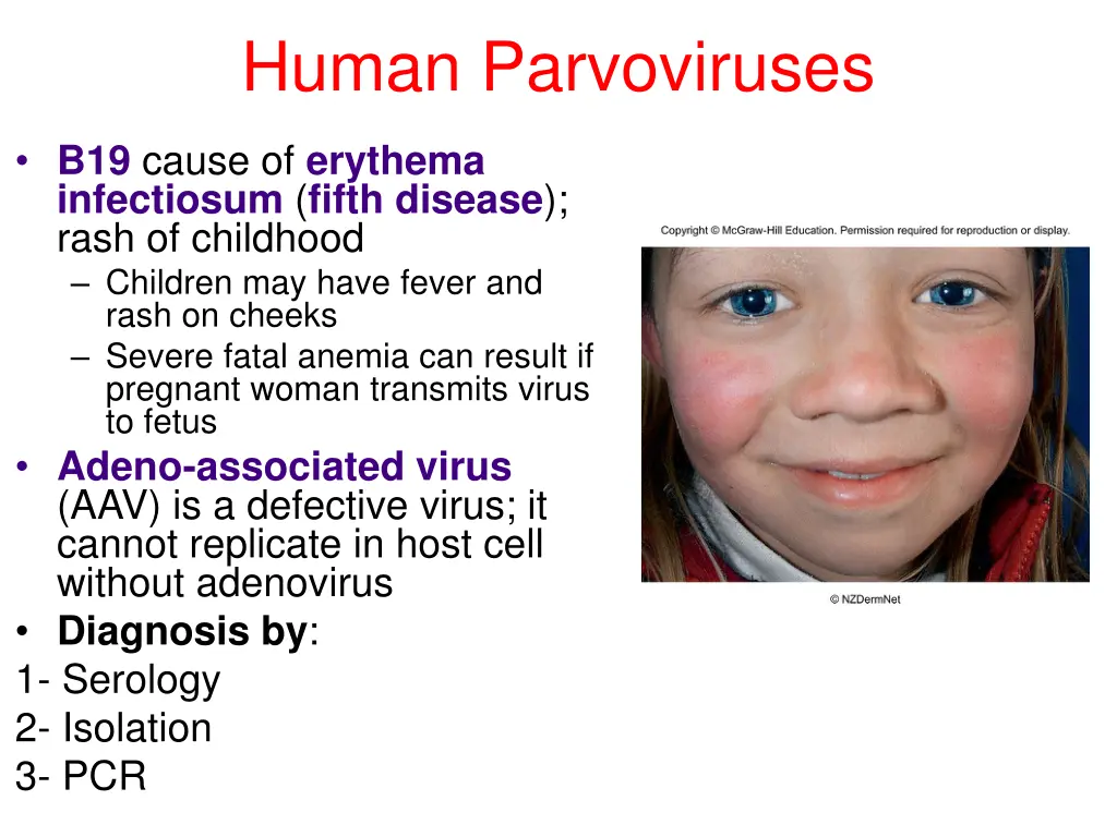 human parvoviruses