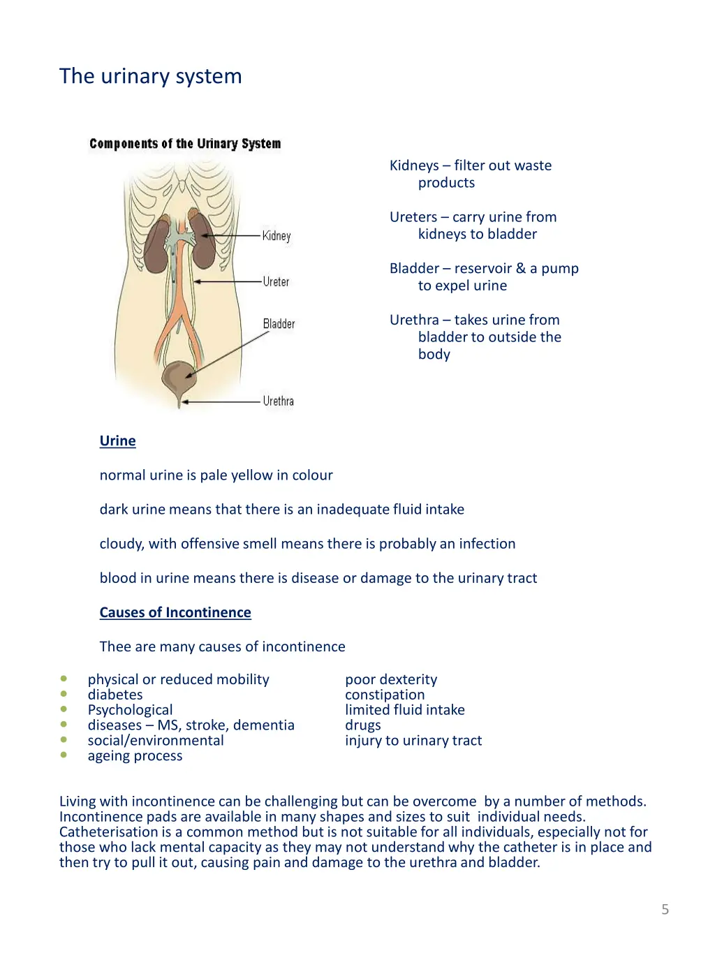 the urinary system