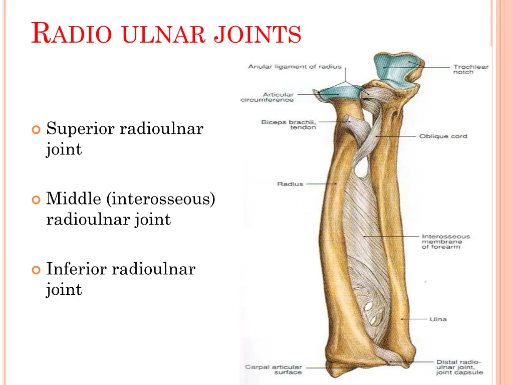 r adio ulnar joints