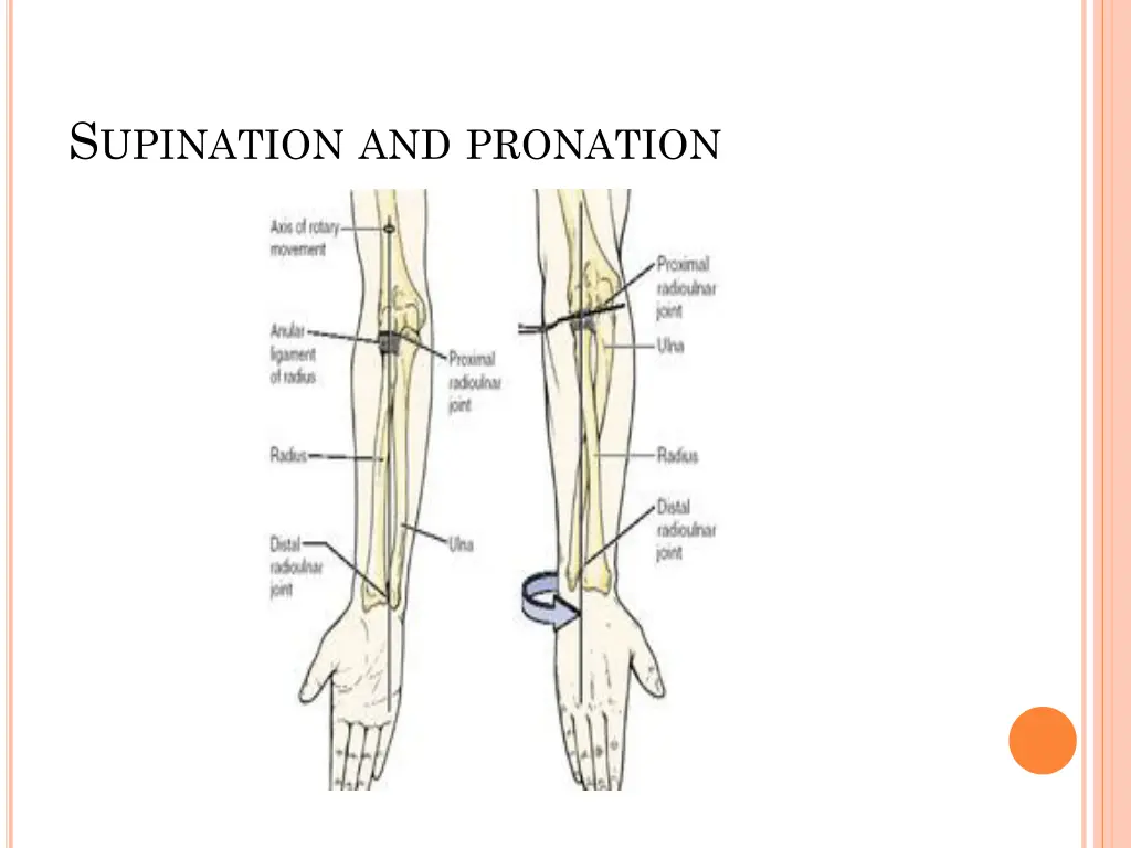 s upination and pronation