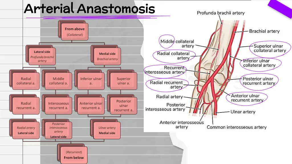 arterial anastomosis arterial anastomosis