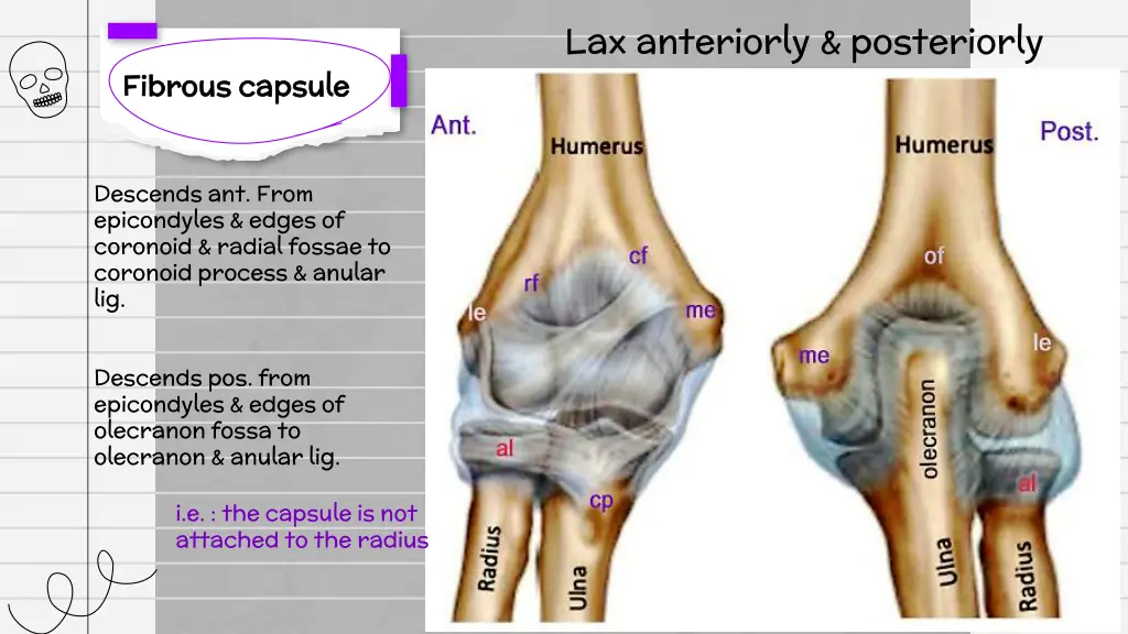 lax anteriorly posteriorly