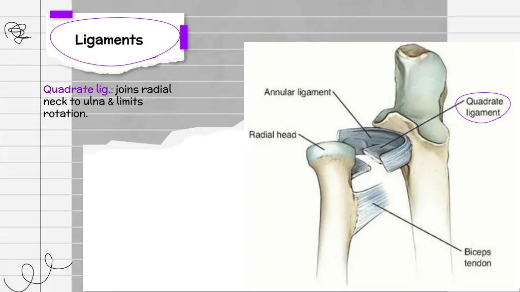 ligaments ligaments 1