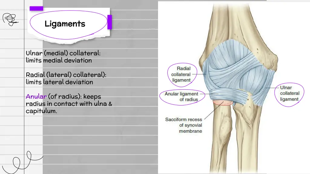 ligaments ligaments