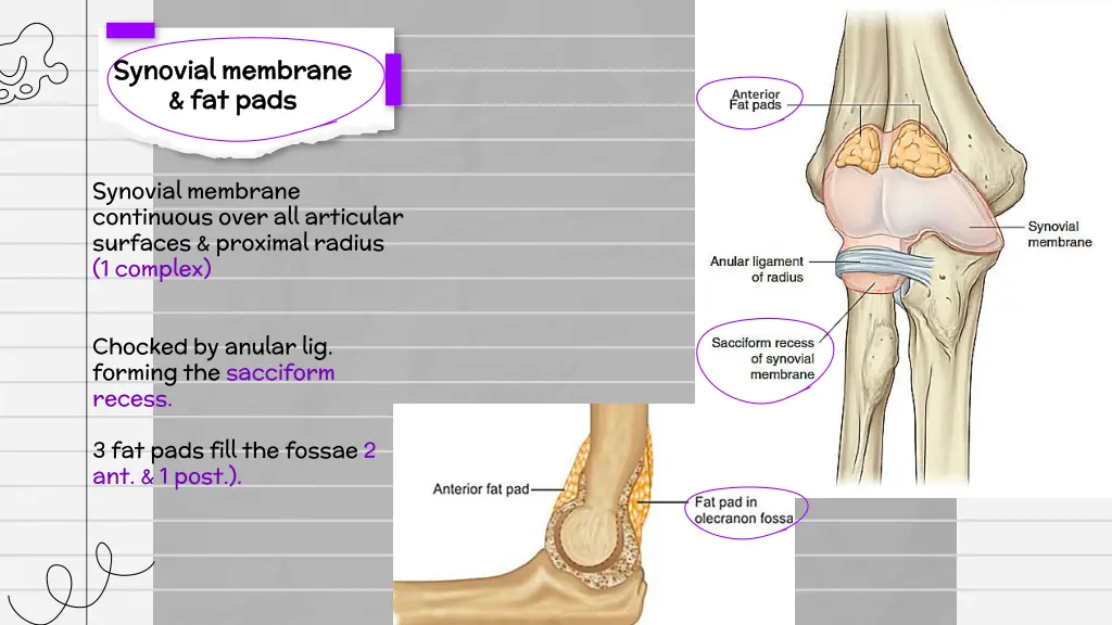 synovial membrane synovial membrane fat pads