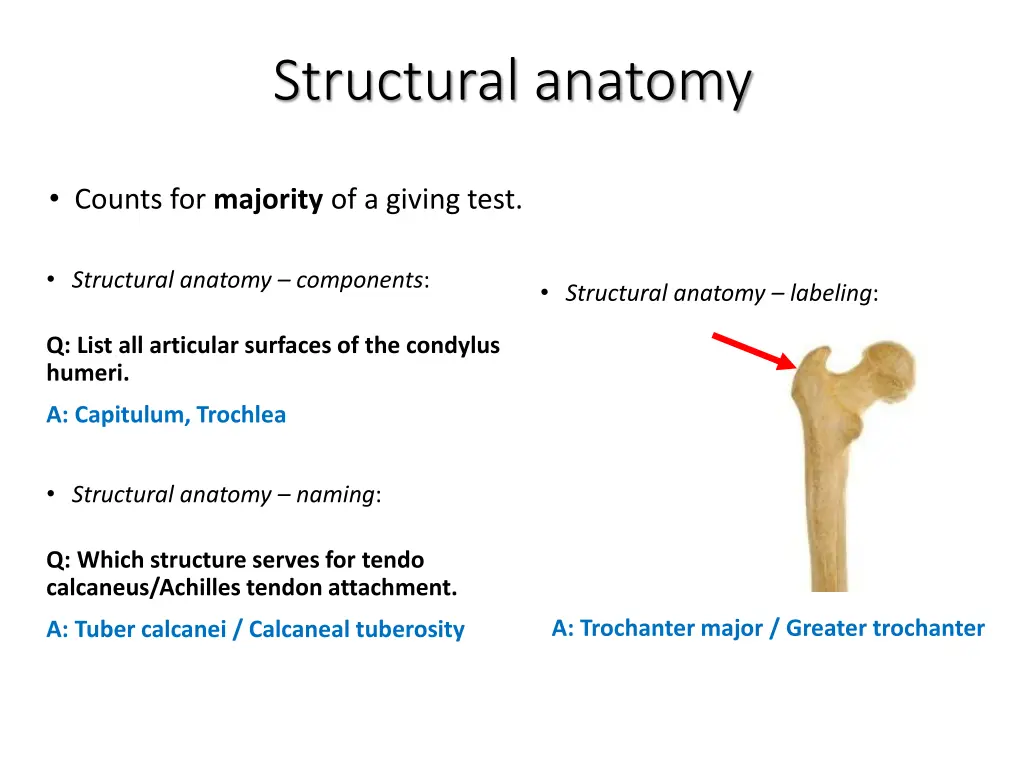 structural anatomy