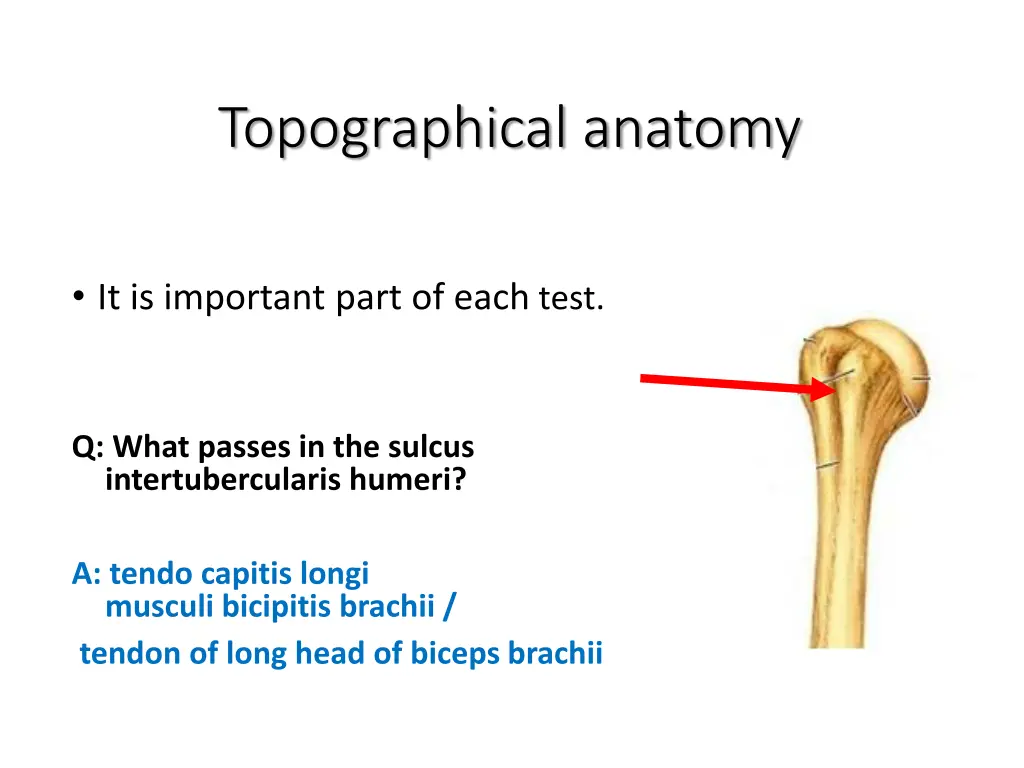 topographical anatomy