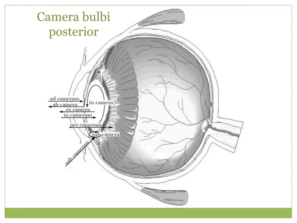 camera bulbi posterior