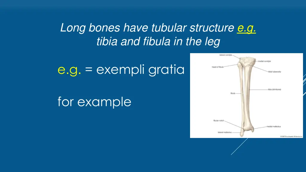 long bones have tubular structure e g tibia