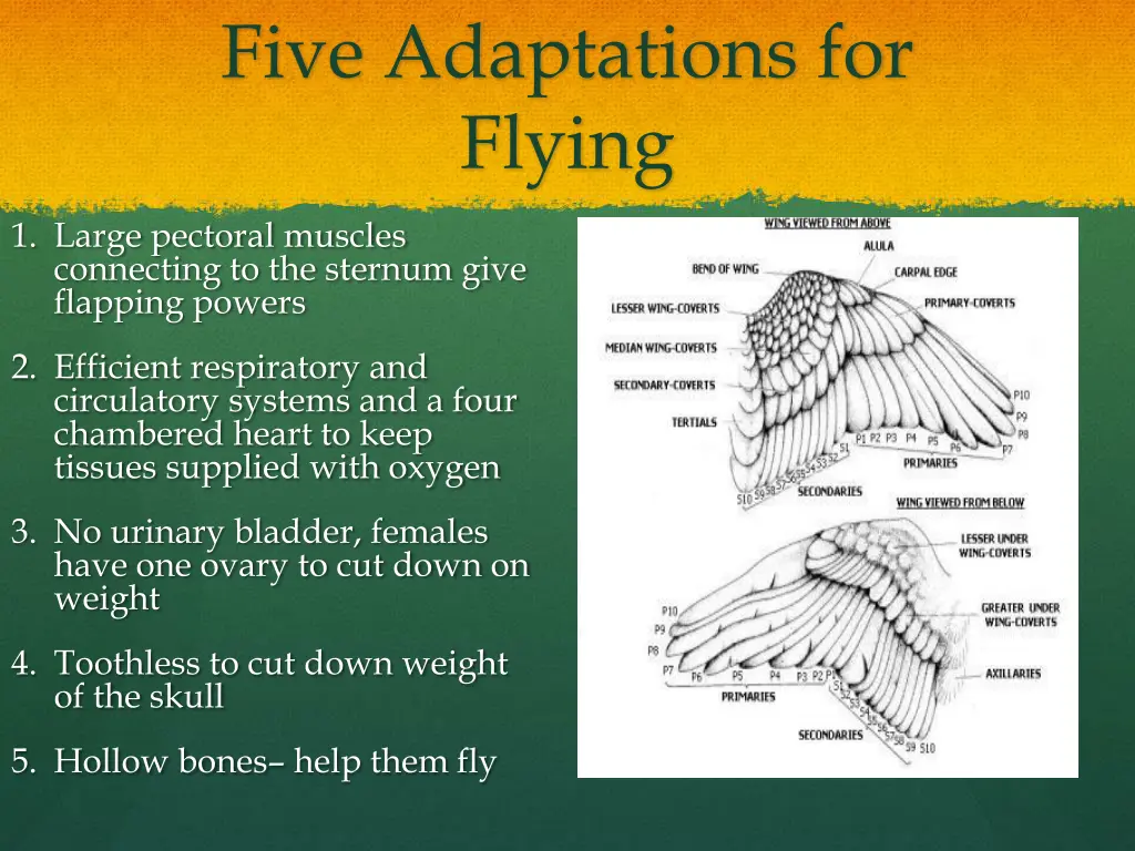 five adaptations for flying