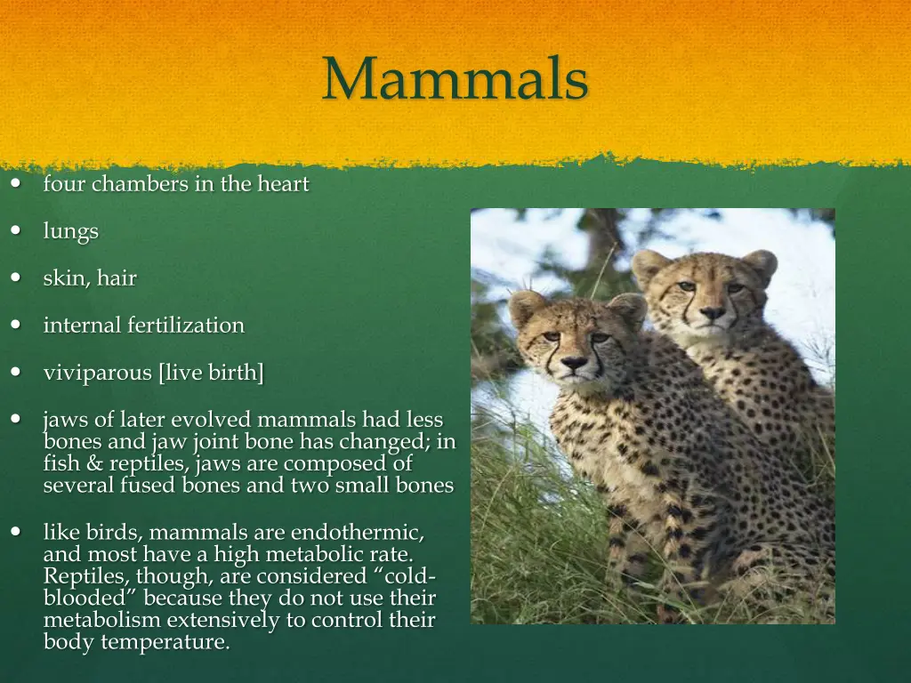 mammals