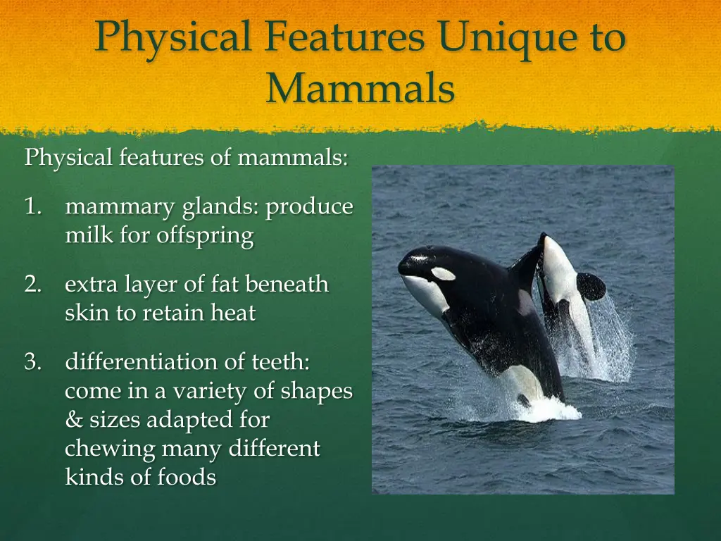 physical features unique to mammals