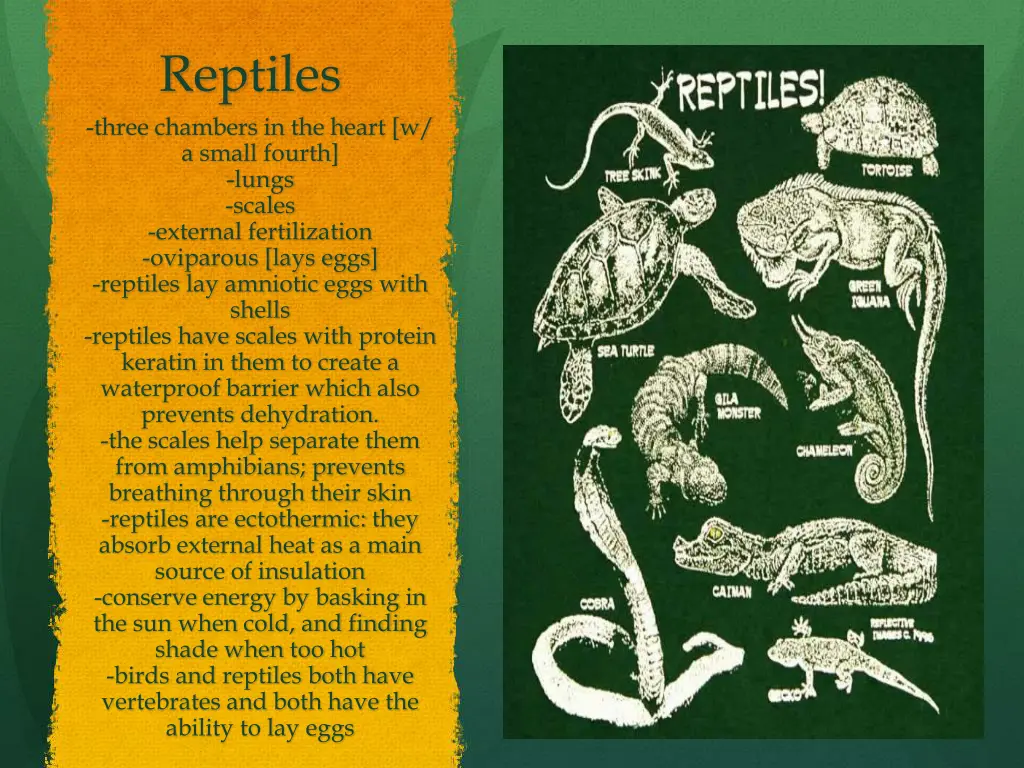 reptiles three chambers in the heart w a small