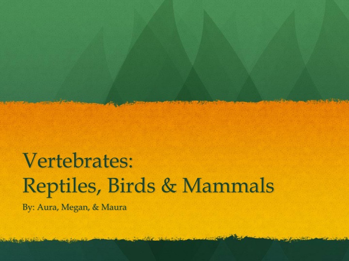 vertebrates reptiles birds mammals by aura megan