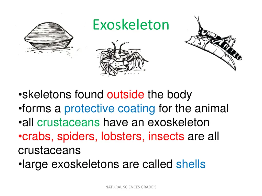 exoskeleton