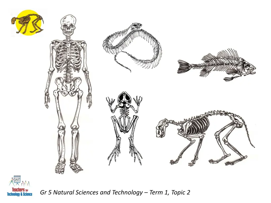 gr 5 natural sciences and technology term 1 topic