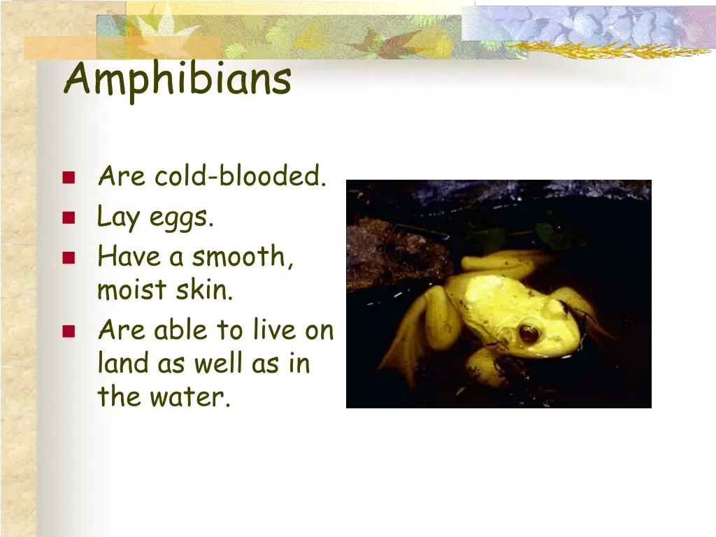 amphibians