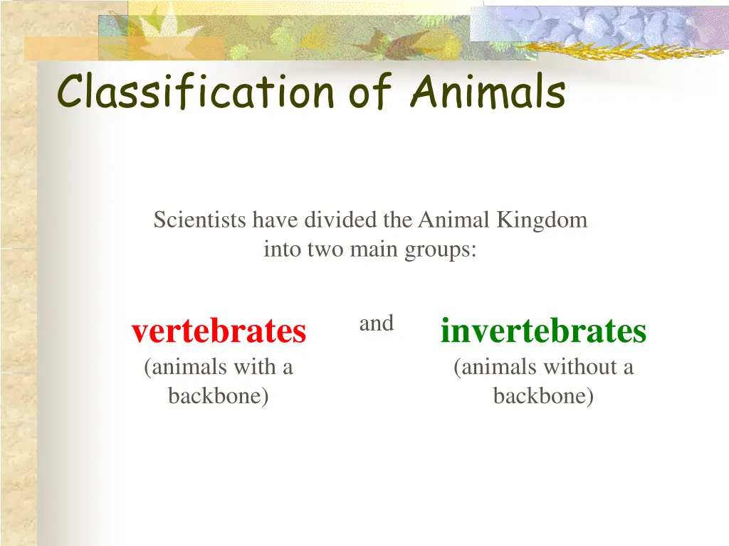 classification of animals