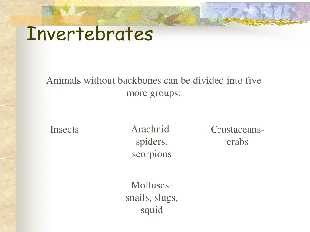 invertebrates 1