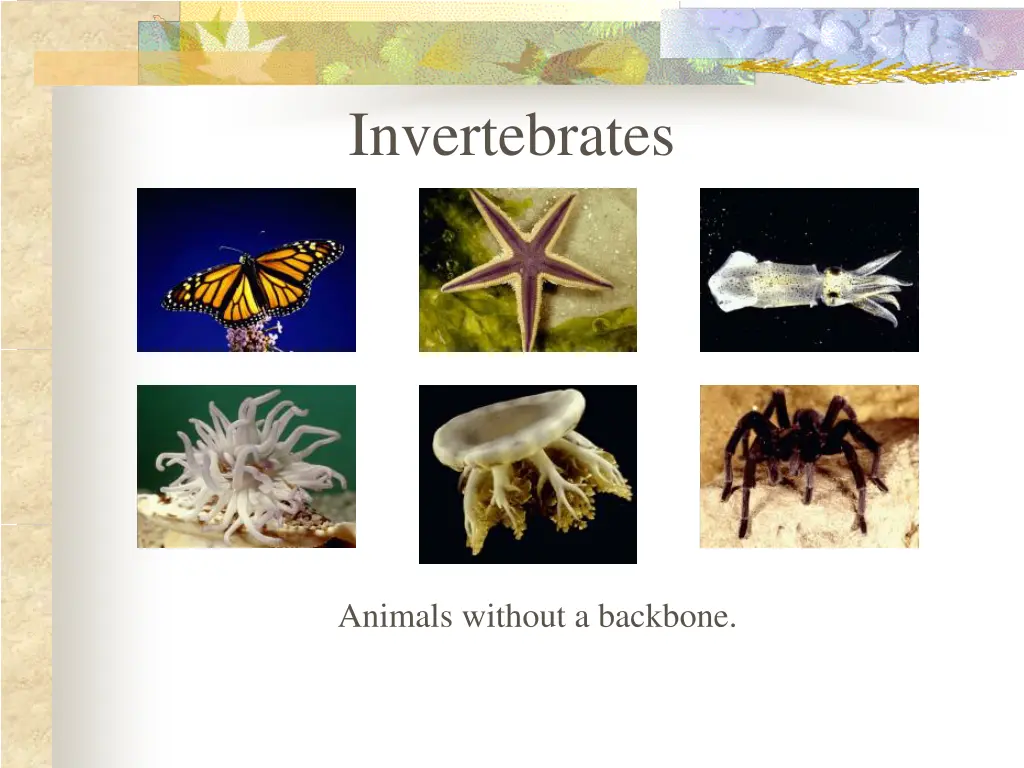 invertebrates