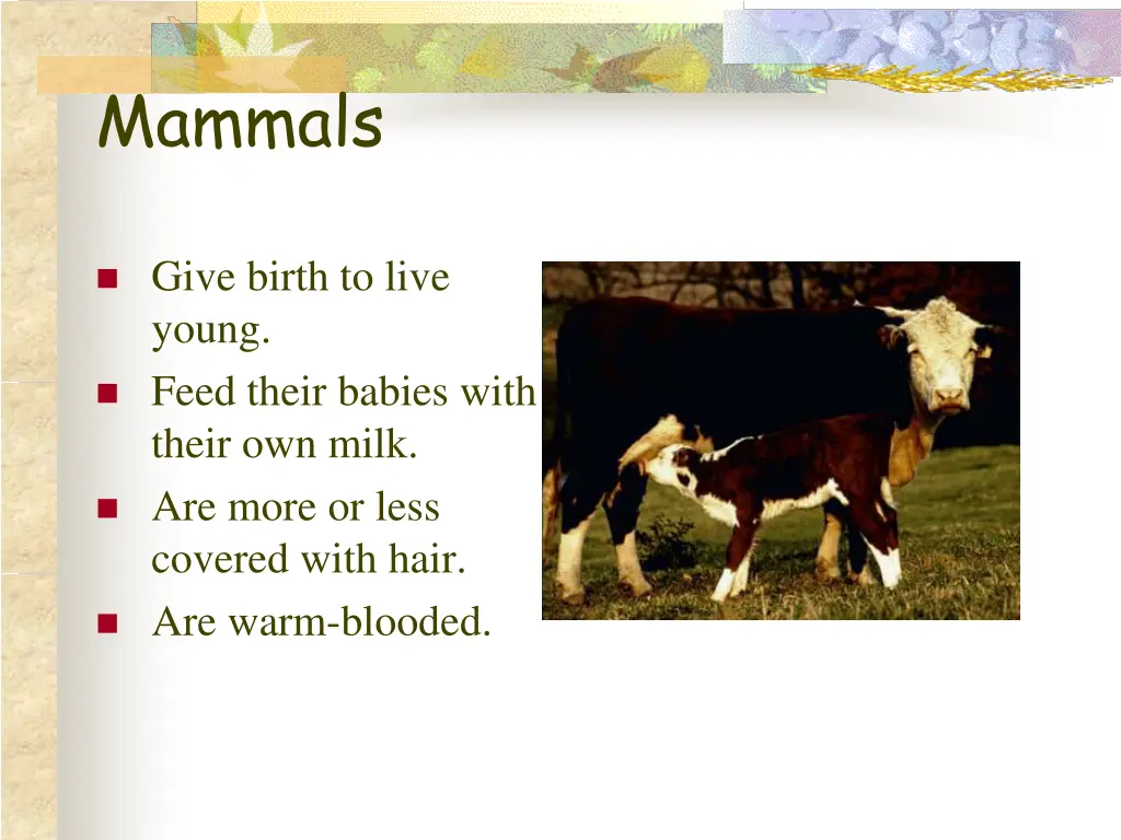 mammals