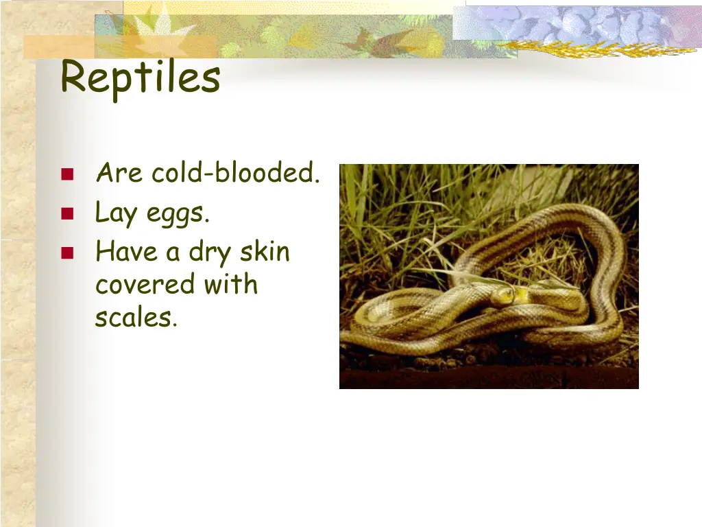 reptiles