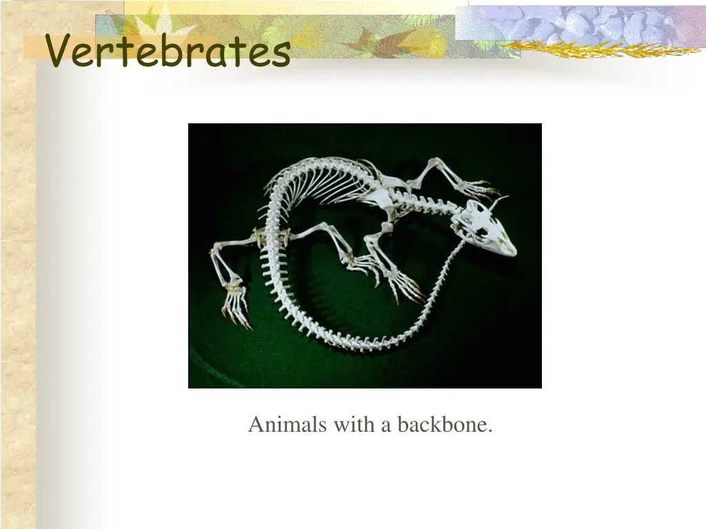 vertebrates 1